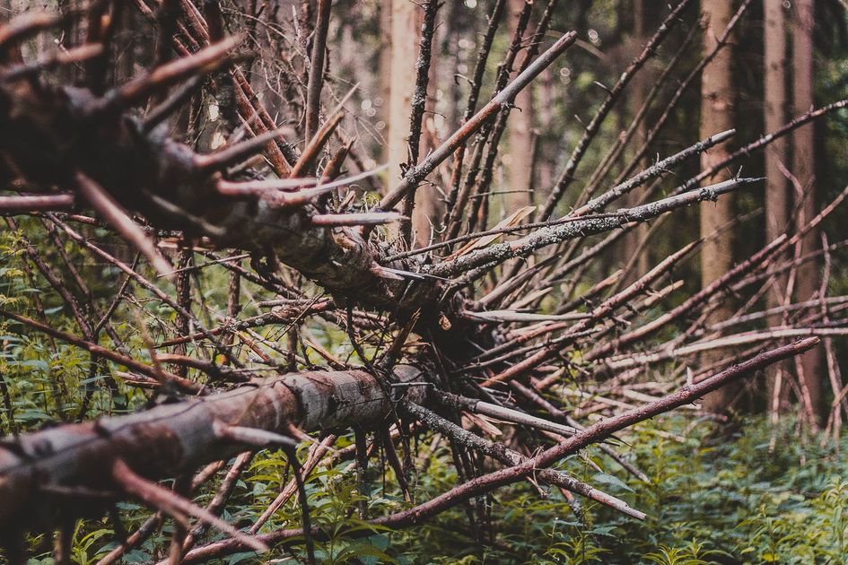 Árbol caído deja tendido eléctrico dañado y poste a punto de colapsar en Bucay