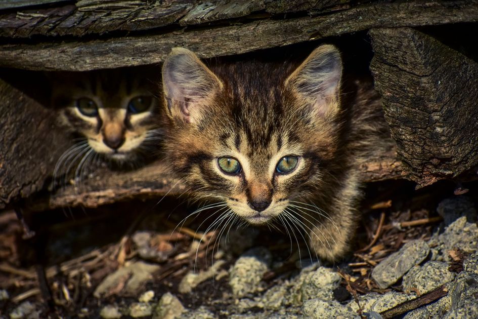 Gatitos rescatados en Bucay buscan familias adoptivas para asegurar su futuro